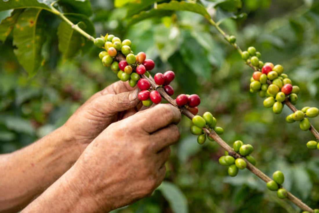 Cómo Identificar un Café de Calidad: Consejos para Nuevos Consumidores